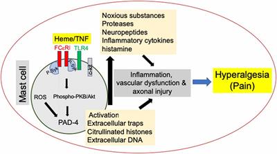 Mast Cell Neural Interactions in Health and Disease